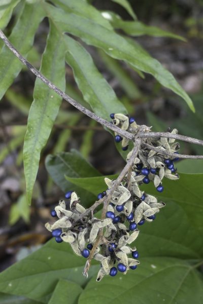 Rhynchosia acuminatissima, photographed by garywwilson