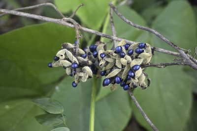 Rhynchosia acuminatissima, photographed by garywwilson