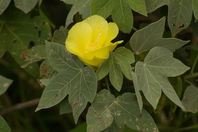 Gossypium tomentosum, photographed by Kevin Faccenda