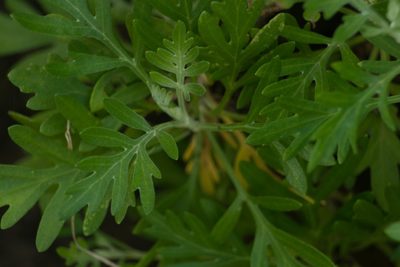 Artemisia australis, photographed by Kevin Faccenda