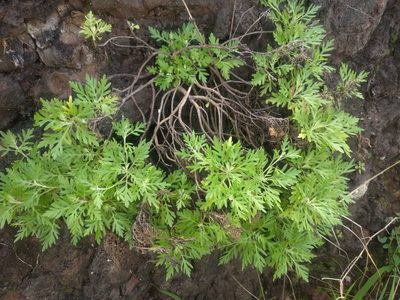 Artemisia australis, photographed by Kevin Faccenda