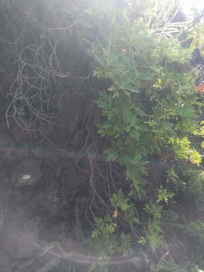 Artemisia australis, photographed by Kevin Faccenda