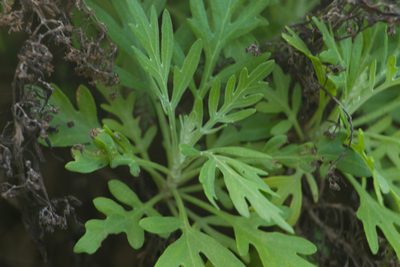 Artemisia australis, photographed by Kevin Faccenda