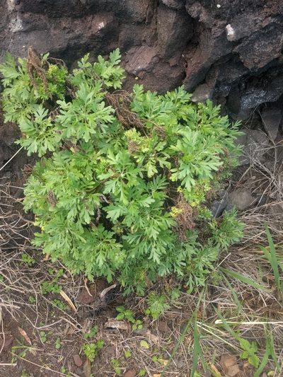 Artemisia australis, photographed by Kevin Faccenda