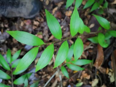 Griselinia ruscifolia, photographed by Inao Vasquez