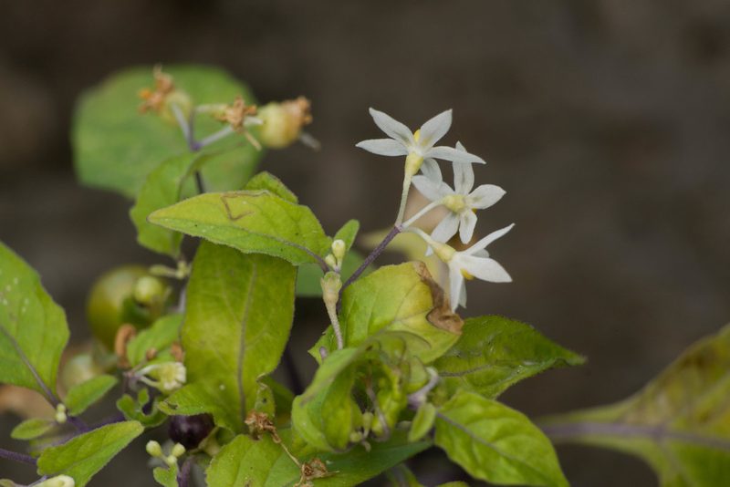 Solanum opacum, photographed by Kevin Faccenda