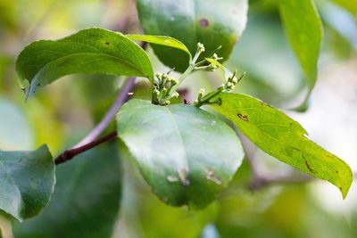 Hippocratea volubilis, photographed by Tom Field