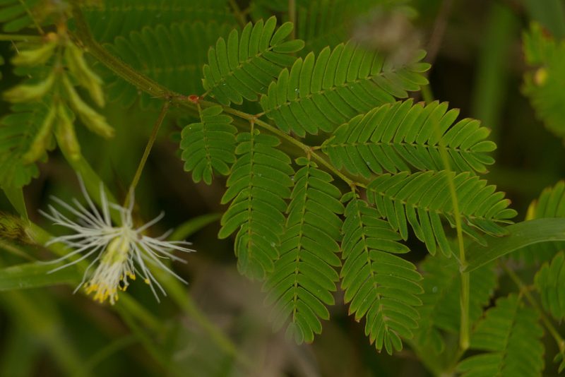 Desmanthus pernambucanus, photographed by Kevin Faccenda