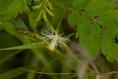 Desmanthus pernambucanus, photographed by Kevin Faccenda