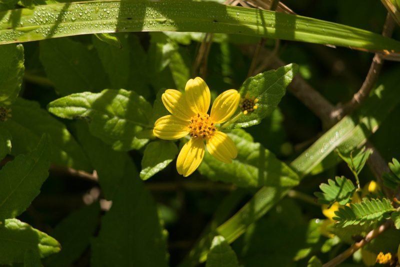 Lipochaeta lobata, photographed by Kevin Faccenda