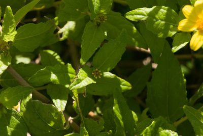 Lipochaeta lobata, photographed by Kevin Faccenda