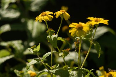 Lipochaeta lobata, photographed by Kevin Faccenda