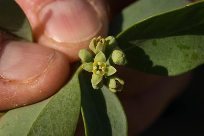 Santalum ellipticum, photographed by Kevin Faccenda