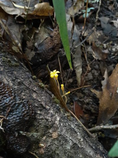 Voyria flavescens, photographed by geralg