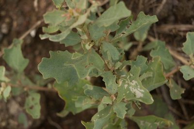 Atriplex muelleri, photographed by Kevin Faccenda