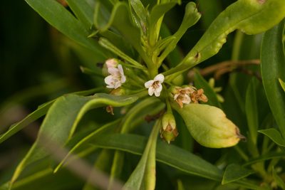 Myoporum sandwicense, photographed by Kevin Faccenda