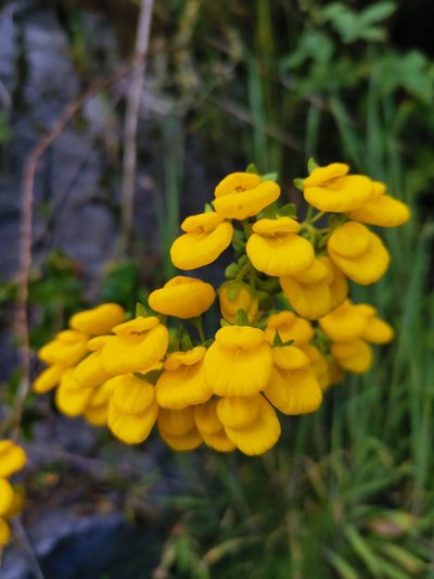Calceolaria dentata, photographed by Inao Vasquez