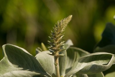 Achyranthes splendens, photographed by Kevin Faccenda