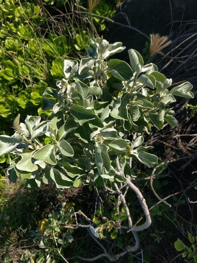 Achyranthes splendens, photographed by Kevin Faccenda