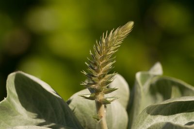 Achyranthes splendens, photographed by Kevin Faccenda
