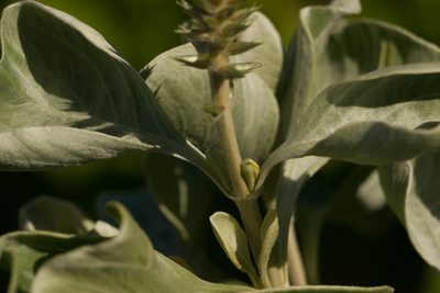 Achyranthes splendens, photographed by Kevin Faccenda