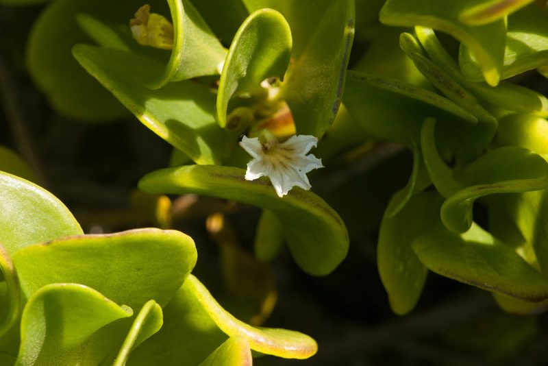 Scaevola coriacea, photographed by Kevin Faccenda