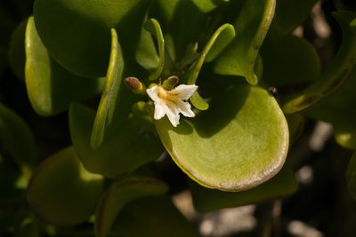 Scaevola coriacea, photographed by Kevin Faccenda