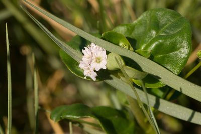 Boerhavia repens, photographed by Kevin Faccenda