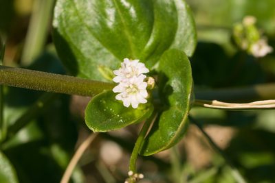 Boerhavia repens, photographed by Kevin Faccenda