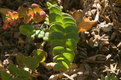 Euphorbia degeneri, photographed by Kevin Faccenda