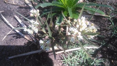Asclepias mellodora, photographed by Bahiano Ayala