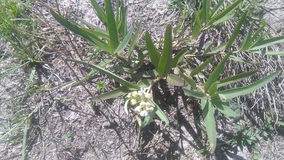 Asclepias mellodora, photographed by Bahiano Ayala