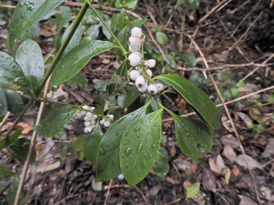 Chiococca alba, photographed by Tom Field