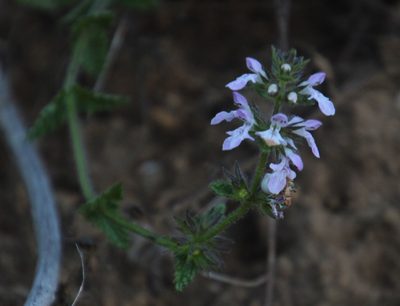Stachys bolusii, photographed by Tony Rebelo