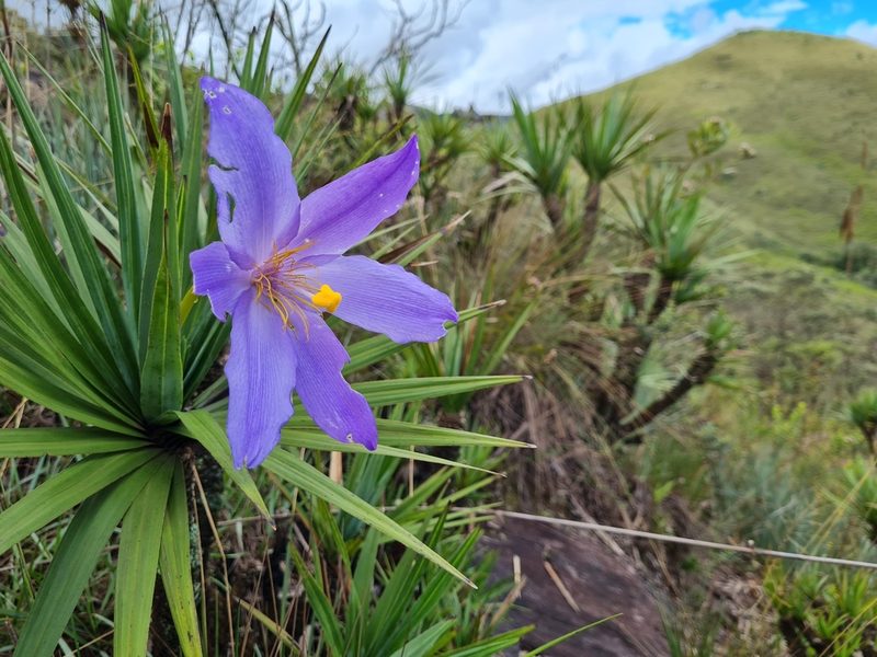 Vellozia compacta, photographed by Ronald Péret