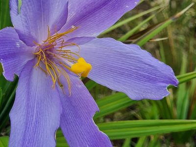 Vellozia compacta, photographed by Ronald Péret