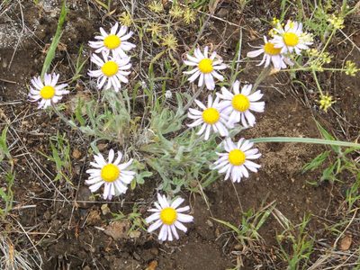 Erigeron poliospermus, photographed by dougbrown