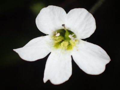 Ourisia macrophylla, photographed by georgiasteel