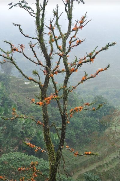 Mayodendron igneum, photographed by Zac Peterson