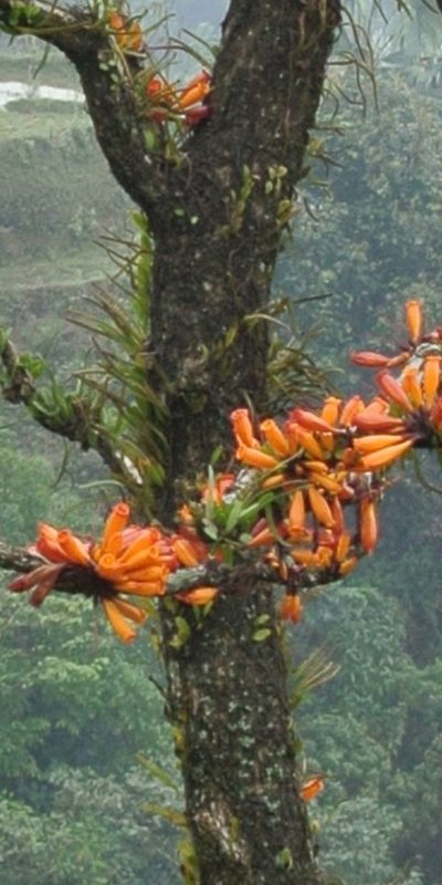 Mayodendron igneum, photographed by Zac Peterson