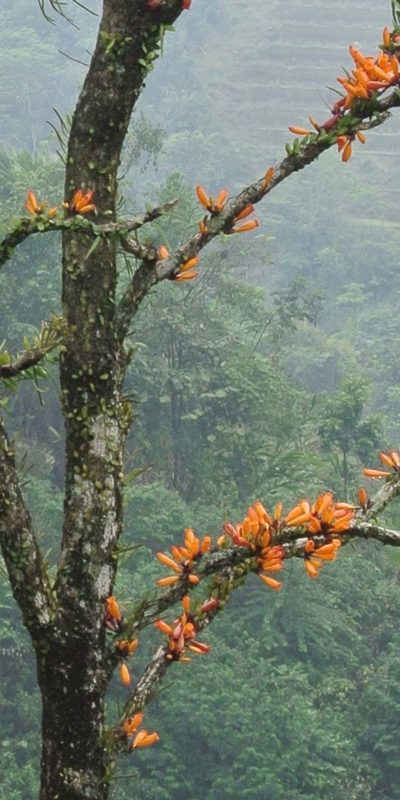 Mayodendron igneum, photographed by Zac Peterson