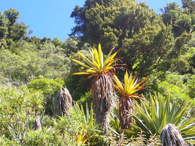 Cordyline indivisa, photographed by georgiasteel