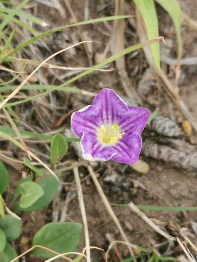 Bouchetia arniatera, photographed by Juan Carlos Pérez Magaña
