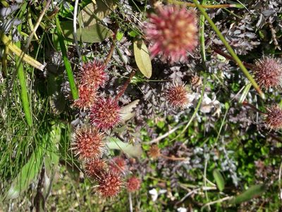 Acaena saccaticupula, photographed by naturewatchwidow