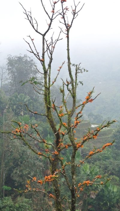 Mayodendron igneum, photographed by Zac Peterson