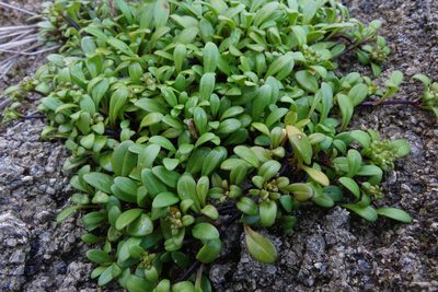 Gentianella saxosa, photographed by John Barkla
