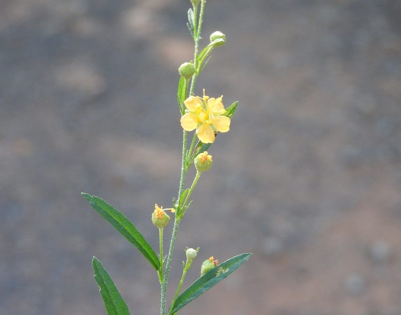 Sidastrum lodiegense, photographed by Francisco Farriols Sarabia