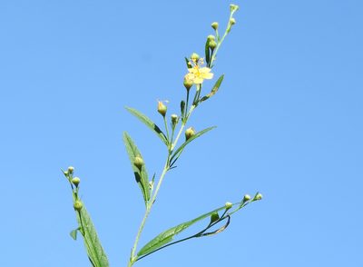 Sidastrum lodiegense, photographed by Francisco Farriols Sarabia
