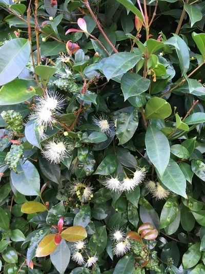 Syzygium paniculatum, photographed by Samuel Brown
