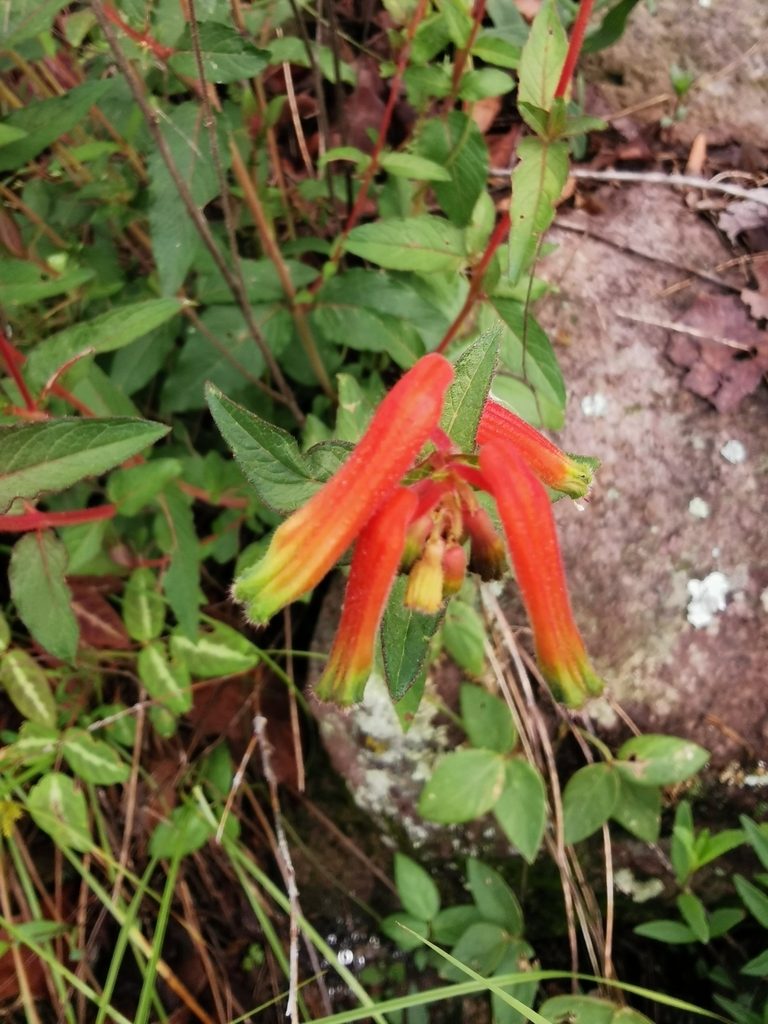 Cuphea jorullensis, photographed by Juan Carlos Pérez Magaña